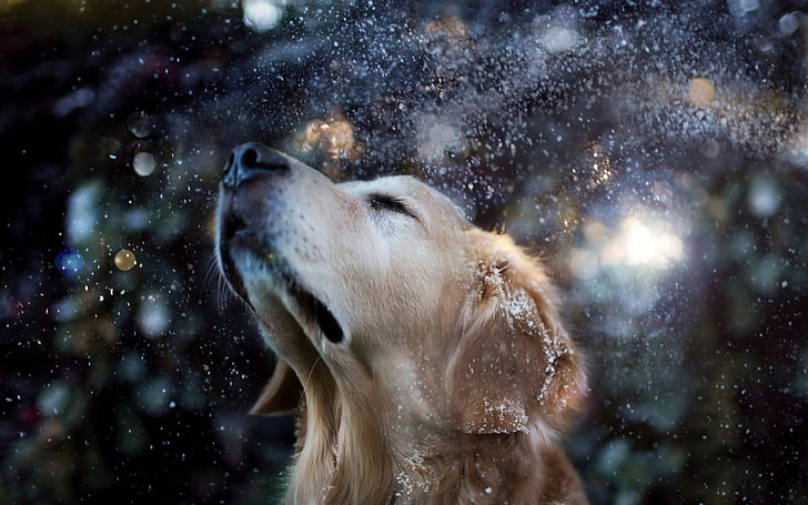 dog, animals, water drops, snow, golden retrievers, animal themes