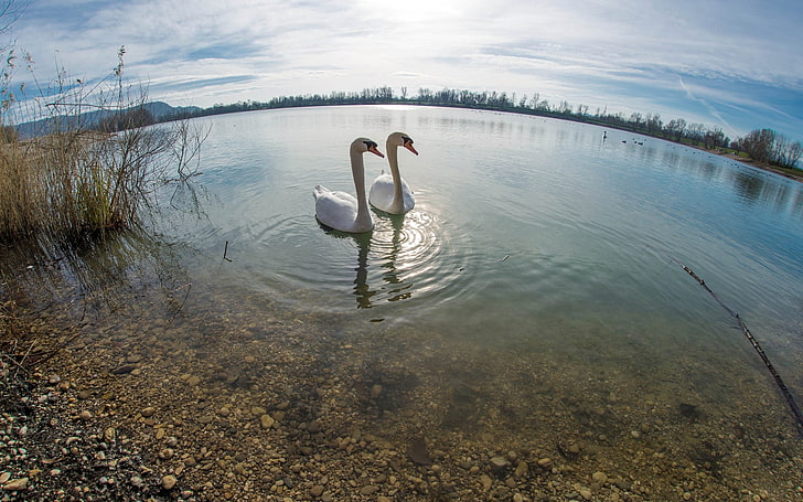 photography, nature, animals, swan, birds, water, animal themes