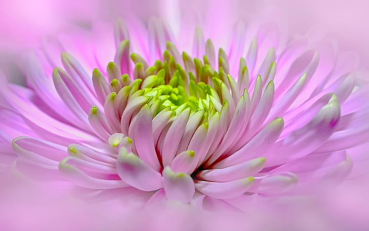 flower, plant, pink flower, bloom, close up, dahlia, Fresh, Bright, HD wallpaper