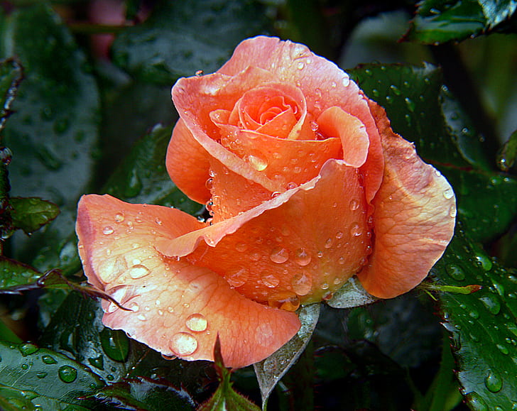orange Rose flower with dewdrops, roses, Bridge, cameras, Blooms, HD wallpaper