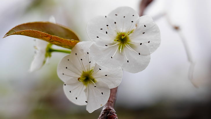 two white 5-petaled flowers