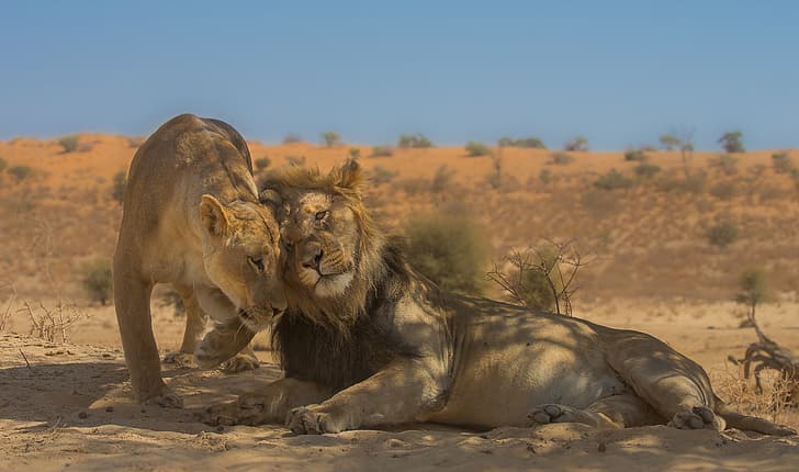 HD wallpaper: love, Leo, wild cats, lions, a couple, lioness | Wallpaper  Flare