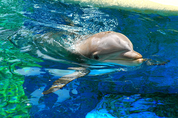 pool, Armenia, diving, blue, Dolphin, tourism, Yerevan Dolphinarium