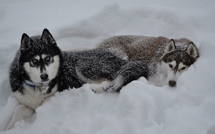 Huskies in the snow, two alaskan malamutes, animals, 1920x1200, HD wallpaper