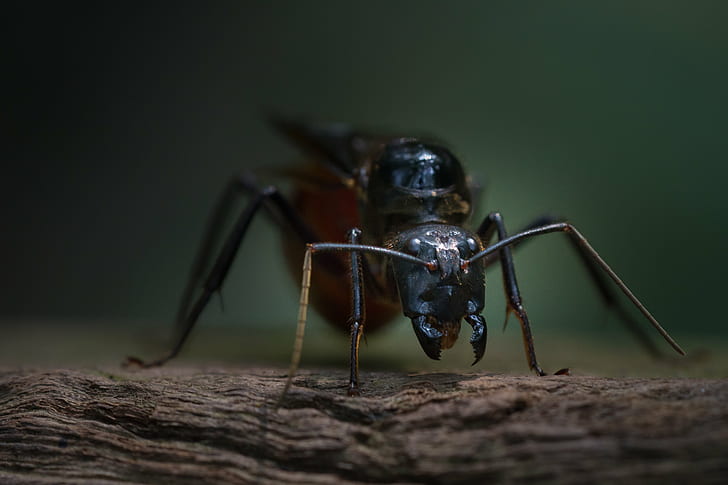 black flying insect, ant, singapore, ant, singapore, Lower Peirce Reservoir, HD wallpaper