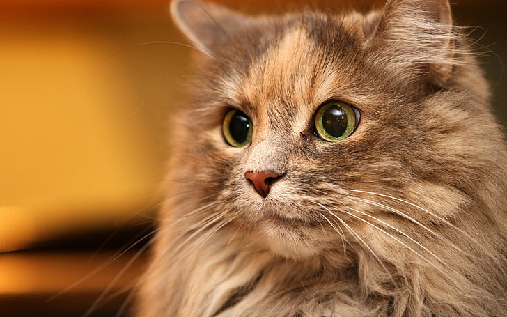 long-fur gray kitten, cat, face, eyes, fluffy, domestic Cat, pets, HD wallpaper