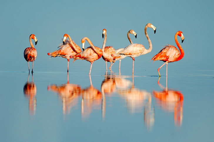 flamingo hd widescreen  backgrounds, water, bird, animal, group of animals