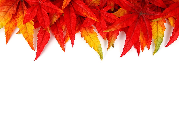 abstract, fall, bright, colorful, leaves, nature, orange, pattern, HD wallpaper