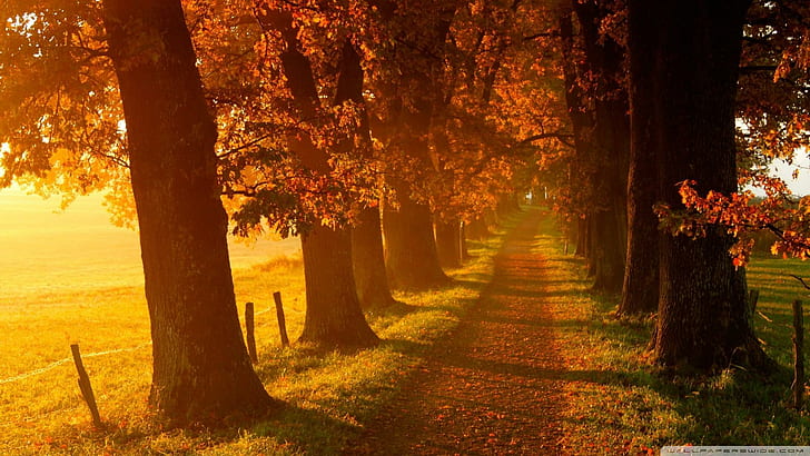 Autumn Country Road, trees, grass, path, seasons, nature and landscapes