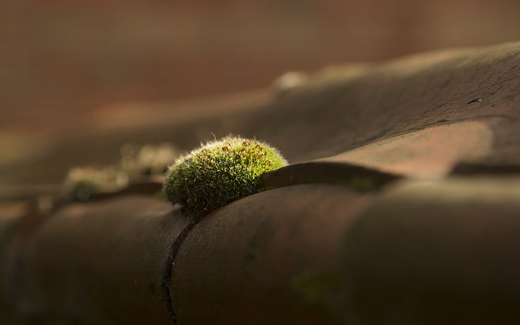 macro, moss, depth of field, selective focus, close-up, growth, HD wallpaper