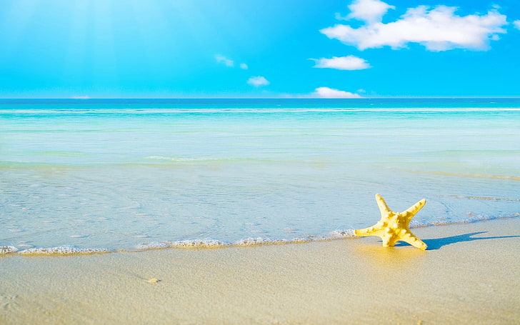 yellow starfish, sand, beach, sea, foam, landscape, summer, nature