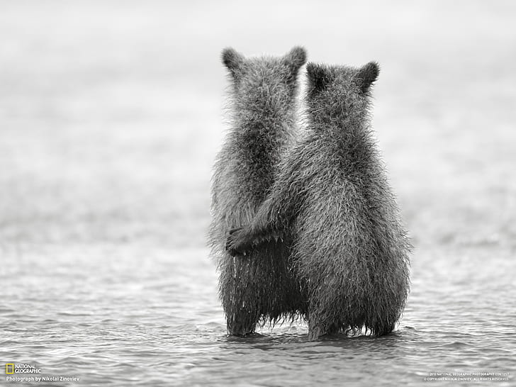 nature, bears, friendship, baby animals, monochrome, National Geographic, HD wallpaper