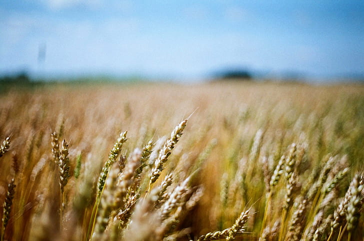 closeup photography of wheat, wheat, YXE, Saskatchewan, Film, HD wallpaper