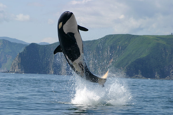 black and white whale, sea, mountains, photo, jump, Kamchatka