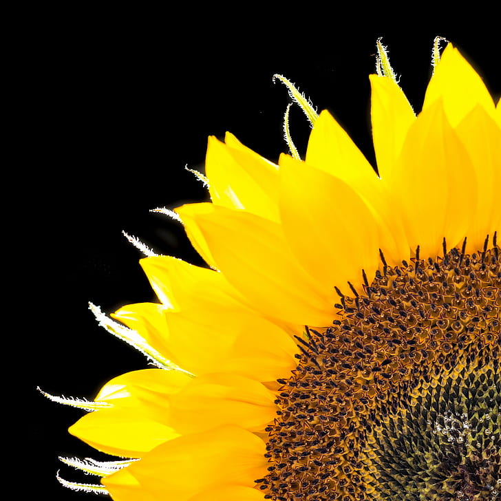 close up photo of sunflower, sunflower, Blume, Panasonic Lumix G5, HD wallpaper