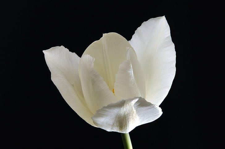 close up photography white flower, White Tulip, nature, plant, HD wallpaper