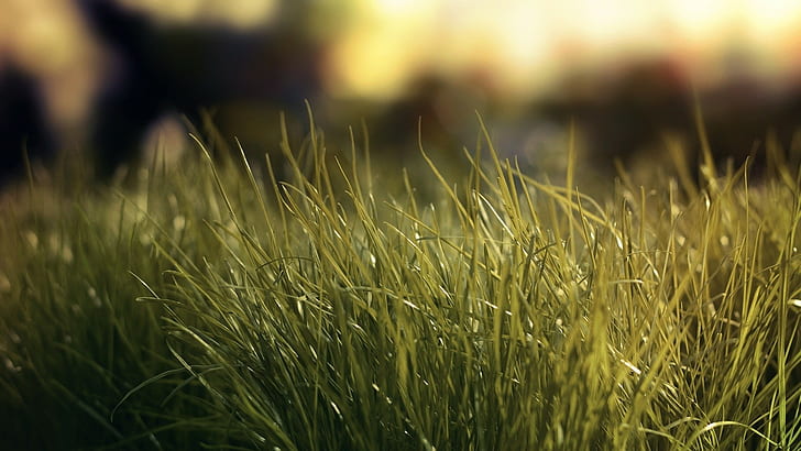 macro, grass, soft, plants, HD wallpaper