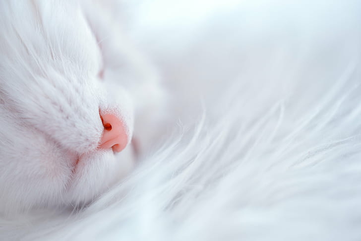 HD wallpaper: closeup photography of white cat, Napping, animal, katt, cats  | Wallpaper Flare