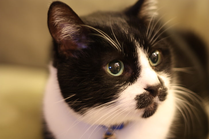 white and black tuxedo cat, face, spotted, eyes, fear, pets, animal