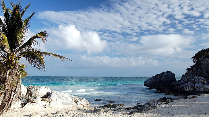 beach, palm trees, sky, clouds, sea, water, scenics - nature, HD wallpaper