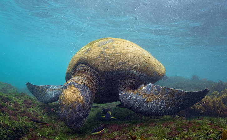 animals, sea, turtle, underwater, islas galapagos, animals in the wild, HD wallpaper