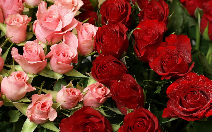 Rose Bouquet Wallpapers Valentine Love Widescreen Hd Picture 3840×2400