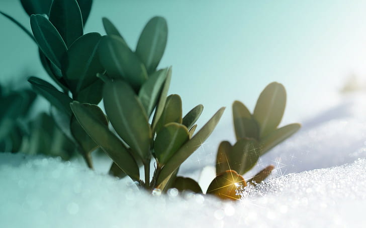 snow, digital art, plants, winter