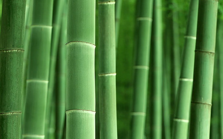 macro, bamboo, plants, nature, green, green color, bamboo - plant, HD wallpaper