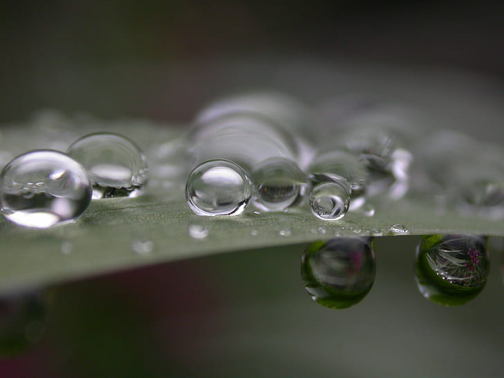 macro photography of water drops on green leaf, Droplets, rain