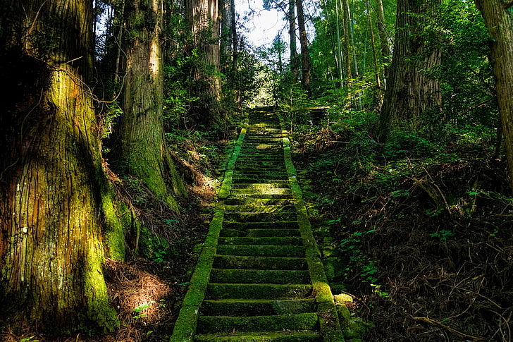 green staircase, stairs, moss, trees, japan, forest, nature, footpath
