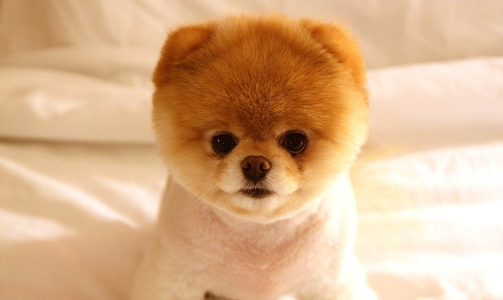 white and brown Pomeranian puppy, cute, face, eyes, doggy, animal