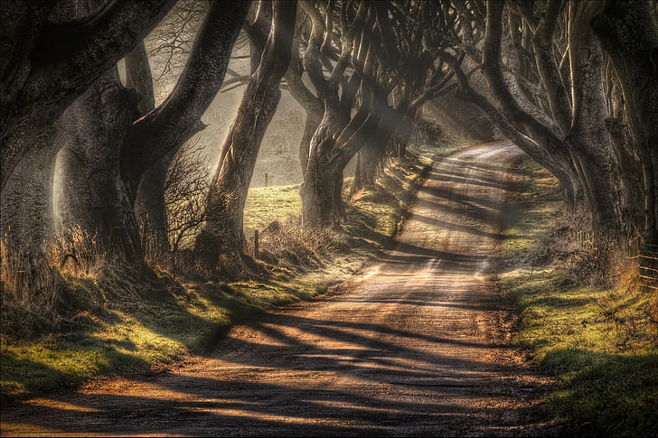 brown trees, landscape, sunlight, road, nature, HDR, fence, plant