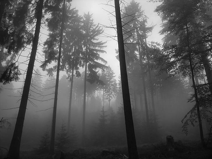 HD wallpaper: Dark Forest, Nature, Trees, Mist | Wallpaper Flare