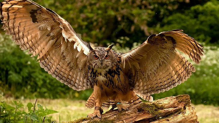 gray farm owl, wings, flapping, predator, bird, bird of Prey