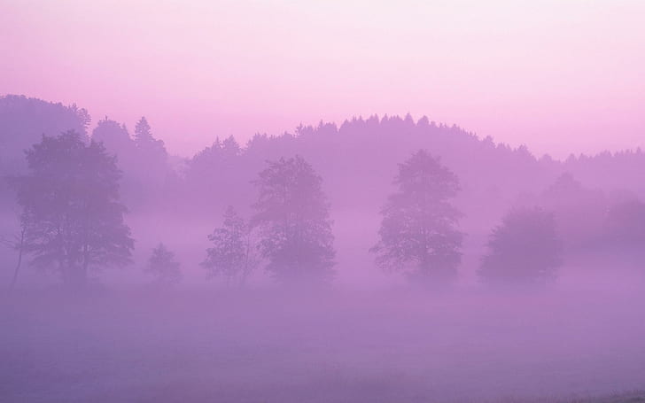 Pink Early Morning Fog, rain forest, landscape, nature, HD wallpaper