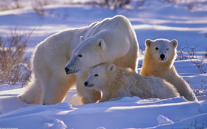 three white Polar bears, family, babies, snow, walk, winter, animal, HD wallpaper