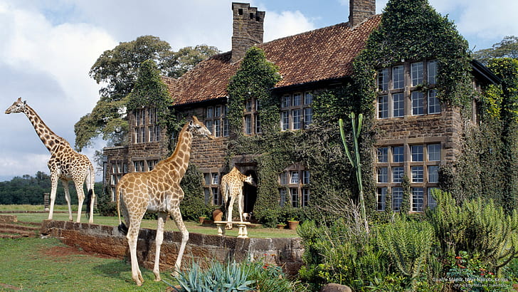 Giraffe Manor, Near Nairobi, Kenya, Africa, HD wallpaper