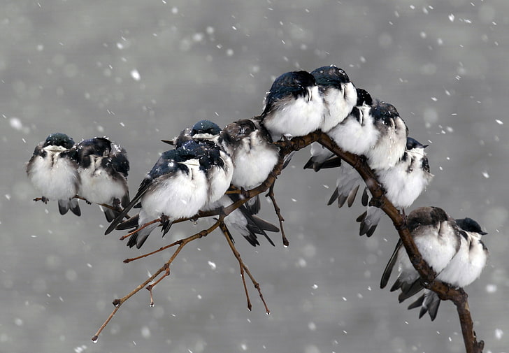 flock of white bird, birds, snow, group of animals, animal themes