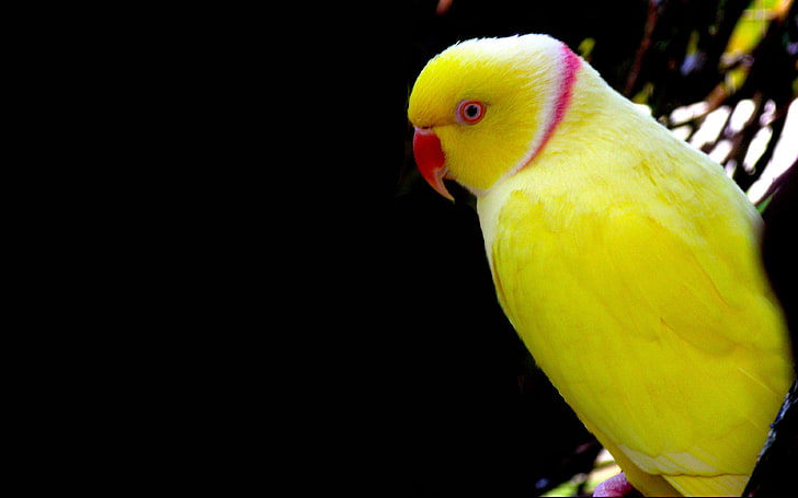 Yellow Parrot Wallpaper Hd For Mobile Phone Laptop And Pc 9482, HD wallpaper
