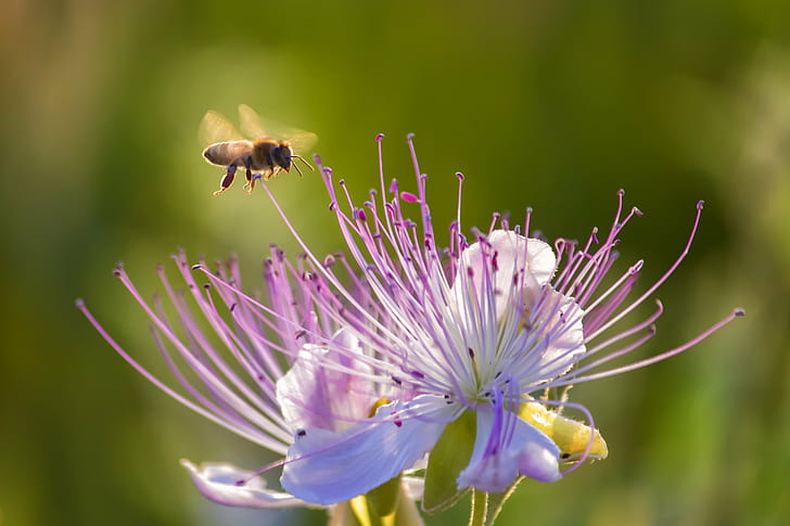 honey bee hovering over purple flower during daytime, caper, nature