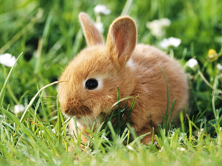 Bunny Rabbit HD, animals, HD wallpaper