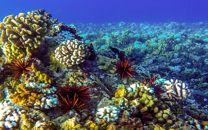 Ocean Seabed Reef Desktop Wallpaper Backgrounds Hd, undersea, HD wallpaper