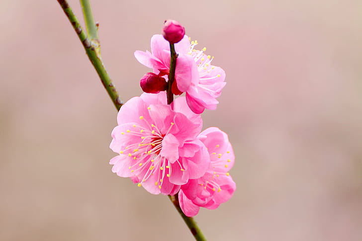 pink Cherry Blossom in closeup photo, japanese apricot, plum, japanese apricot, plum, HD wallpaper
