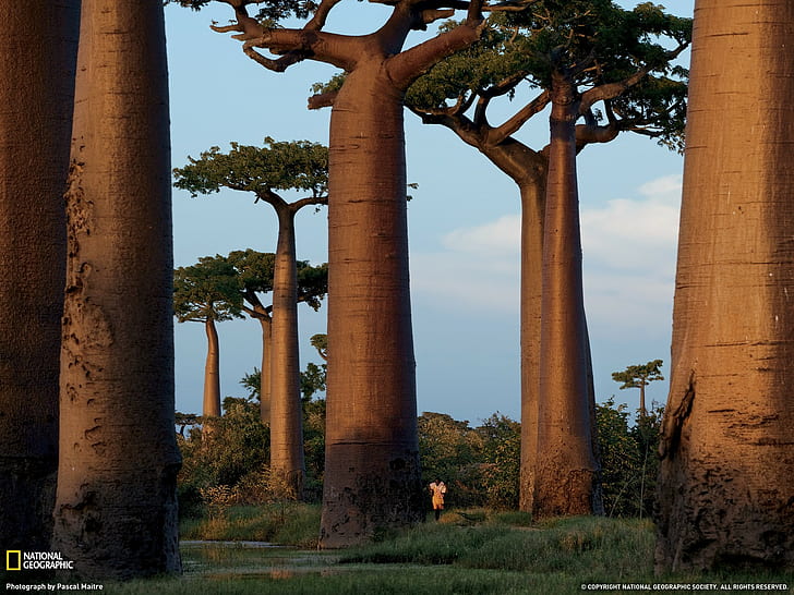 National Geographic, trees, Madagascar, HD wallpaper