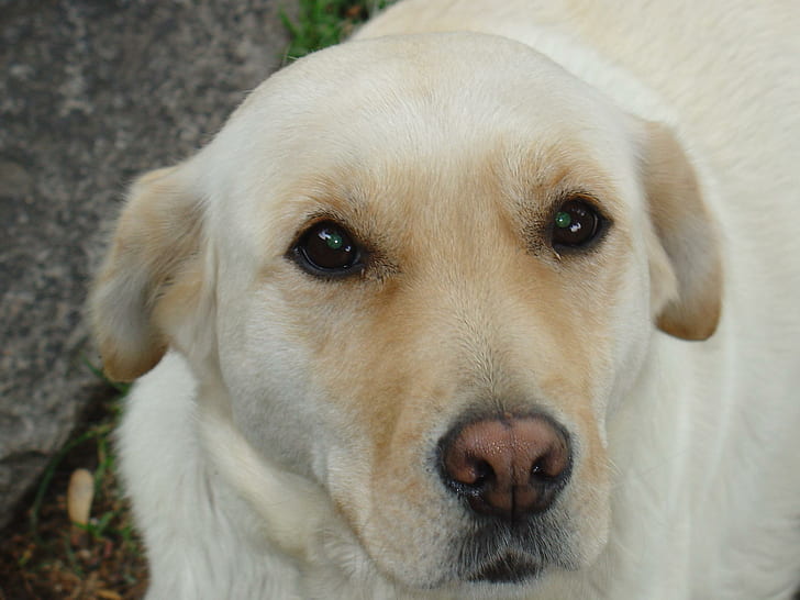 My Labrador, yellow labrador retriever, sweet, dogs, animals, HD wallpaper