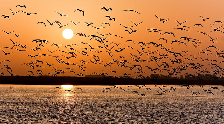flock of flying birds, sunset, lake, pack, nature, flock Of Birds, HD wallpaper
