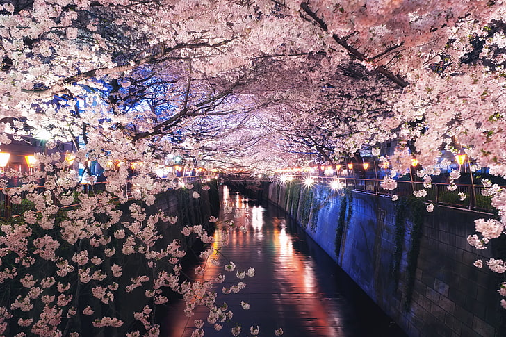 cherry blossoms, night, lights, spring, Japan, Sakura, channel, HD wallpaper