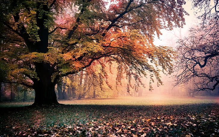 Golden autumn, nature, trees, leaves, fog, dawn, HD wallpaper