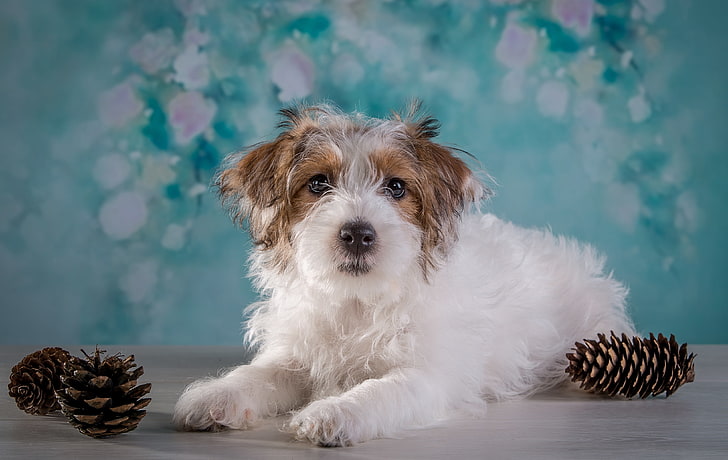 Fluffy dog, 4K, Domestic dog, Cairn Terrier, HD wallpaper