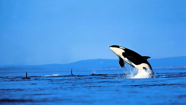 orca, HD wallpaper